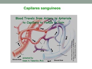 Capilares sanguíneos
 