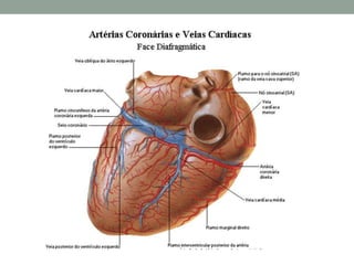 Veias Coronárias
 