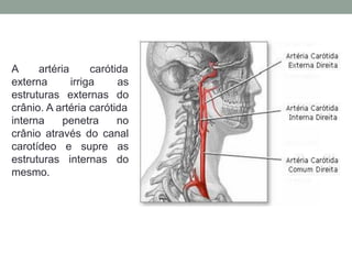 A artéria carótida
externa irriga as
estruturas externas do
crânio. A artéria carótida
interna penetra no
crânio através do canal
carotídeo e supre as
estruturas internas do
mesmo.
 