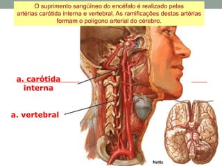 a. carótida
interna
a. vertebral
Netter
O suprimento sangüíneo do encéfalo é realizado pelas
artérias carótida interna e vertebral. As ramificações destas artérias
formam o polígono arterial do cérebro.
 