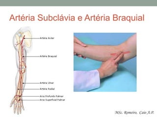 Artéria Subclávia e Artéria Braquial
MSc. Romeiro, Caio A.P.
 