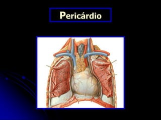 Pericárdio
 