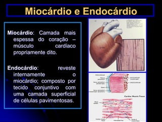 Miocárdio e Endocárdio
Miocárdio: Camada mais
espessa do coração –
músculo cardίaco
propriamente dito.
Endocárdio: reveste
internamente o
miocárdio; composto por
tecido conjuntivo com
uma camada superficial
de células pavimentosas.
 