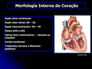 Morfologia Interna do Coração
Septo átrio-ventricular
Septo inter-atrial: AD – AE
Septo interventricular: VD – VE
Óstios AVD e AVE
Valvas átrio ventriculares - válvulas ou
cúspides
Cordas tendíneas
Trabéculas cárneas e Músculos
papilares
Corte frontal
 