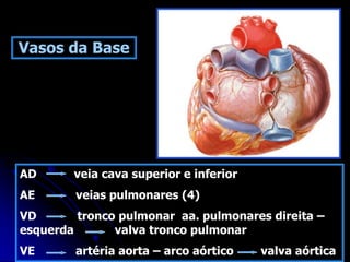 Vasos da Base
AD veia cava superior e inferior
AE veias pulmonares (4)
VD tronco pulmonar aa. pulmonares direita –
esquerda valva tronco pulmonar
VE artéria aorta – arco aórtico valva aórtica
 