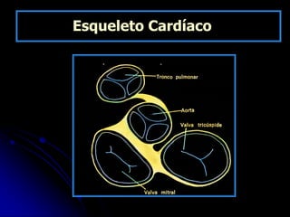 Esqueleto Cardíaco
 
