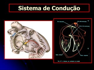 Sistema de Condução
 