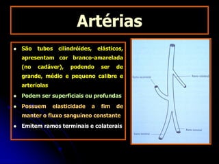 Artérias
 São tubos cilindróides, elásticos,
apresentam cor branco-amarelada
(no cadáver), podendo ser de
grande, médio e pequeno calibre e
arteríolas
 Podem ser superficiais ou profundas
 Possuem elasticidade a fim de
manter o fluxo sanguíneo constante
 Emitem ramos terminais e colaterais
 