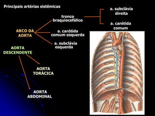 Principais artérias sistêmicas
ARCO DA
AORTA
tronco
braquiocefálico
a. carótida
comum esquerda
a. subclávia
esquerda
a. subclávia
direita
a. carótida
comum
AORTA
TORÁCICA
AORTA
ABDOMINAL
AORTA
DESCENDENTE
 
