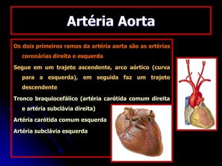 Artéria Aorta
Os dois primeiros ramos da artéria aorta são as artérias
coronárias direita e esquerda
Segue em um trajeto ascendente, arco aórtico (curva
para a esquerda), em seguida faz um trajeto
descendente
Tronco braquiocefálico (artéria carótida comum direita
e artéria subclávia direita)
Artéria carótida comum esquerda
Artéria subclávia esquerda
 