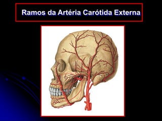 Ramos da Artéria Carótida Externa
 