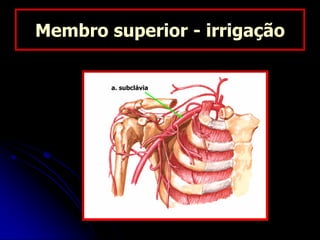 Membro superior - irrigação
a. subclávia
 