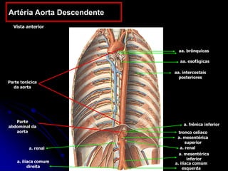 Artéria Aorta Descendente
aa. brônquicas
aa. esofágicas
aa. intercostais
posteriores
Parte torácica
da aorta
Vista anterior
Parte
abdominal da
aorta tronco celíaco
a. mesentérica
superior
a. frênica inferior
a. ilíaca comum
esquerda
a. ilíaca comum
direita
a. renal
a. renal
a. mesentérica
inferior
 