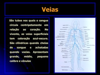 Veias
São tubos nos quais o sangue
circula centripetamente em
relação ao coração. No
vivente, as veias superficiais
tem coloração azul-escura.
São cilíndricas quando cheias
de sangue e achatadas
quando vazias. Apresentam
grande, médio, pequeno
calibre e vênulas
 