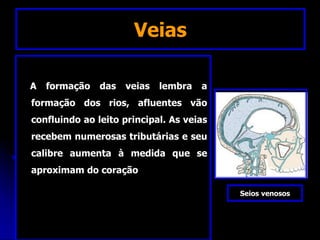 Veias
A formação das veias lembra a
formação dos rios, afluentes vão
confluindo ao leito principal. As veias
recebem numerosas tributárias e seu
calibre aumenta à medida que se
aproximam do coração
Seios venosos
 