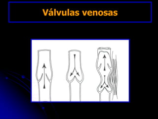 Válvulas venosas
 