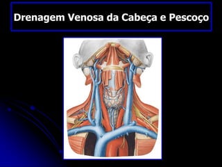 Drenagem Venosa da Cabeça e Pescoço
 