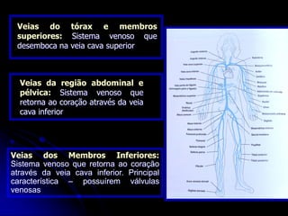 Veias do tórax e membros
superiores: Sistema venoso que
desemboca na veia cava superior
Veias da região abdominal e
pélvica: Sistema venoso que
retorna ao coração através da veia
cava inferior
Veias dos Membros Inferiores:
Sistema venoso que retorna ao coração
através da veia cava inferior. Principal
característica – possuírem válvulas
venosas
 