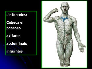 Linfonodos:
Cabeça e
pescoço
axilares
abdominais
inguinais
 