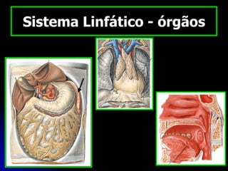 Sistema Linfático - órgãos
 