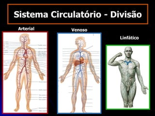 Sistema Circulatório - Divisão
Arterial Venoso
Linfático
 