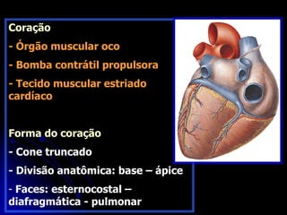 Coração
- Órgão muscular oco
- Bomba contrátil propulsora
- Tecido muscular estriado
cardíaco
Forma do coração
- Cone truncado
- Divisão anatômica: base – ápice
- Faces: esternocostal –
diafragmática - pulmonar
 