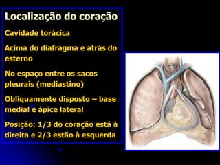 Localização do coração
Cavidade torácica
Acima do diafragma e atrás do
esterno
No espaço entre os sacos
pleurais (mediastino)
Obliquamente disposto – base
medial e ápice lateral
Posição: 1/3 do coração está à
direita e 2/3 estão à esquerda
 