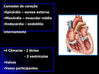 •4 Câmaras - 2 átrios
- 2 ventrículos
•Valvas
•Vasos participantes
Camadas do coração
•Epicárdio – serosa externa
•Miocárdio – muscular média
•Endocárdio – endotélio
internamente
 