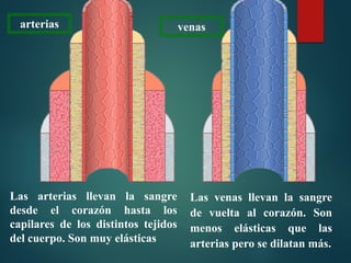 Las arterias llevan la sangre
desde el corazón hasta los
capilares de los distintos tejidos
del cuerpo. Son muy elásticas
Las venas llevan la sangre
de vuelta al corazón. Son
menos elásticas que las
arterias pero se dilatan más.
arterias venas
 
