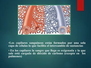 •Los capilares sanguíneos están formados por una sola
capa de células lo que facilita el intercambio de sustancias
• En los capilares la sangre que llega es oxigenada y la que
sale está cargada de dióxido de carbono (excepto en los
pulmones)
 