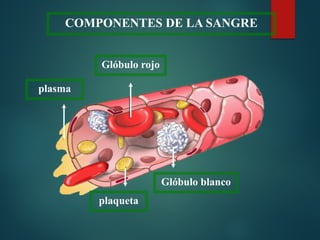 COMPONENTES DE LA SANGRE
Glóbulo rojo
plasma
plaqueta
Glóbulo blanco
 