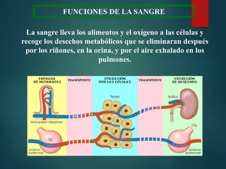FUNCIONES DE LA SANGRE
La sangre lleva los alimentos y el oxígeno a las células y
recoge los desechos metabólicos que se eliminaran después
por los riñones, en la orina, y por el aire exhalado en los
pulmones.
 