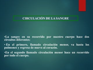 CIRCULACIÓN DE LA SANGRE
•La sangre en su recorrido por nuestro cuerpo hace dos
circuitos diferentes:
• En el primero, llamado circulación menor, va hasta los
pulmones y regresa de nuevo al corazón.
•En el segundo llamado circulación menor hace un recorrido
por todo el cuerpo.
 