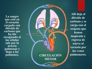 La sangre
que está en
el corazón
cargada con
dióxido de
carbono que
ha ido
recogiendo el
las células
sale por la
arteria
pulmonar y
llega a los
pulmones.
Allí deja el
dióxido de
carbono y se
carga con el
oxigeno que
hemos
inspirado y
regresa de
nuevo al
corazón por
las venas
pulmonares.
CIRCULACIÓN
MENOR
 
