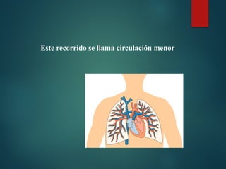 Este recorrido se llama circulación menor
 