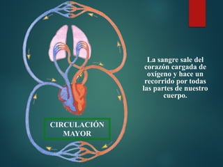 La sangre sale del
corazón cargada de
oxígeno y hace un
recorrido por todas
las partes de nuestro
cuerpo.
CIRCULACIÓN
MAYOR
 