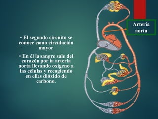 • El segundo circuito se
conoce como circulación
mayor
• En él la sangre sale del
corazón por la arteria
aorta llevando oxigeno a
las células y recogiendo
en ellas dióxido de
carbono.
Arteria
aorta
 