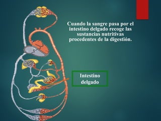 Cuando la sangre pasa por el
intestino delgado recoge las
sustancias nutritivas
procedentes de la digestión.
Intestino
delgado
 