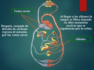 riñones
Al llegar a los riñones la
sangre se filtra dejando
en ellos sustancias
nocivas que se
expulsarán por la orina.
Después, cargada de
dióxido de carbono
regresa al corazón,
por las venas cavas
Venas cavas
 