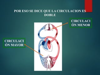 POR ESO SE DICE QUE LA CIRCULACION ES
DOBLE
CIRCULACI
ÓN MENOR
CIRCULACI
ÓN MAYOR
 