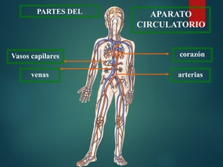 corazón
arterias
venas
Vasos capilares
PARTES DEL APARATO
CIRCULATORIO
 