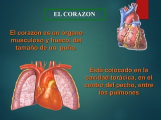 El corazón es un órgano
musculoso y hueco, del
tamaño de un puño.
EL CORAZON
Está colocado en la
cavidad torácica, en el
centro del pecho, entre
los pulmones
 