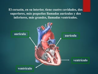 aurícula
aurícula
ventrículo
ventrículo
El corazón, en su interior, tiene cuatro cavidades, dos
superiores, más pequeñas llamadas aurículas y dos
inferiores, más grandes, llamadas ventrículos.
 