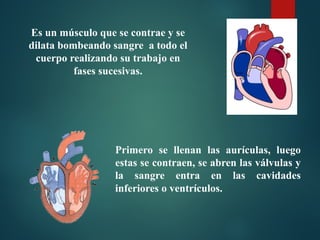 Es un músculo que se contrae y se
dilata bombeando sangre a todo el
cuerpo realizando su trabajo en
fases sucesivas.
Primero se llenan las aurículas, luego
estas se contraen, se abren las válvulas y
la sangre entra en las cavidades
inferiores o ventrículos.
 