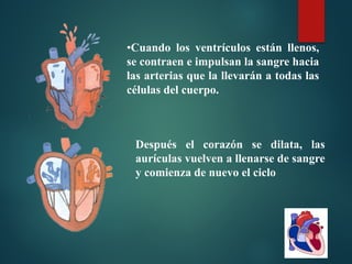 •Cuando los ventrículos están llenos,
se contraen e impulsan la sangre hacia
las arterias que la llevarán a todas las
células del cuerpo.
Después el corazón se dilata, las
aurículas vuelven a llenarse de sangre
y comienza de nuevo el ciclo
 