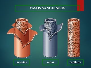 arterias venas capilares
VASOS SANGUINEOS
 