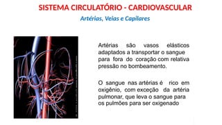 IAS
Artérias são vasos elásticos
adaptados a transportar o sangue
para fora do coração com relativa
pressão no bombeamento.
O sangue nas artérias é rico em
oxigênio, com exceção da artéria
pulmonar, que leva o sangue para
os pulmões para ser oxigenado
Artérias, Veias e Capilares
SISTEMA CIRCULATÓRIO - CARDIOVASCULAR
 