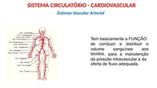 Tem basicamente a FUNÇÃO
de conduzir e distribuir o
volume
tecidos,
sanguíneo aos
para a manutenção
da pressão intravascular e da
oferta de fluxo adequada.
Sistema Vascular Arterial
SISTEMA CIRCULATÓRIO - CARDIOVASCULAR
 