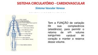 SISTEMA VASCULAR VENOSO
Tem
da
a FUNÇÃO de variação
sua complacência
(elastância), para
um
permitir o
retorno
sanguíneo
de volume
ao
variável
coração e manter a reserva
desse volume.
Sistema Vascular Venoso
SISTEMA CIRCULATÓRIO - CARDIOVASCULAR
 