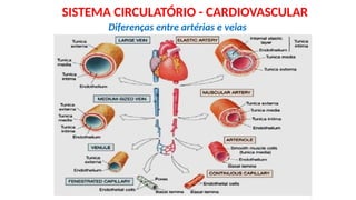 Diferenças entre artérias e veias
SISTEMA CIRCULATÓRIO - CARDIOVASCULAR
 